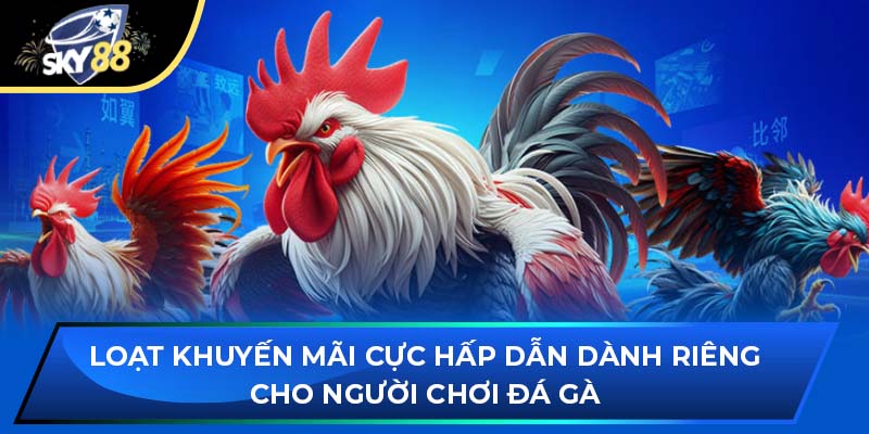 Loạt khuyến mãi cực hấp dẫn dành riêng cho người chơi đá gà