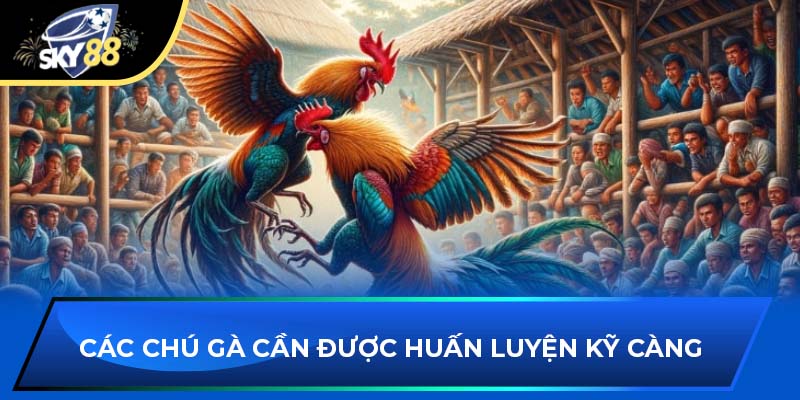 Các chú gà cần được huấn luyện kỹ càng