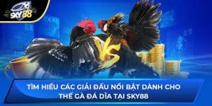 Thế Gà Đá Dĩa Sky88 - Giải Đấu Nổi Bật Dành Cho Người Chơi